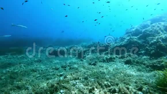 水下场景地中海珊瑚礁视频的预览图