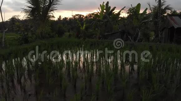 日落时雨林丛林景观的4K空中飞行视频4K无人机镜头没有编辑巴厘岛视频的预览图