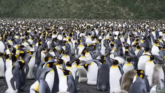 企鹅国王在海滩上的殖民地视频的预览图
