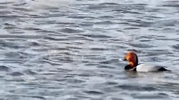 在芦苇湖的条件下鸟黑鸭在自然水中漂浮视频的预览图