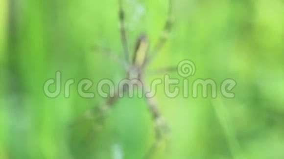 花园蜘蛛属植物视频的预览图