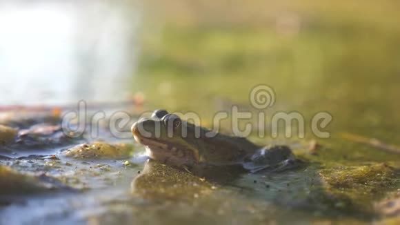 沼泽里池塘里的绿蛙生活方式RanaEsculenta青蛙在水中对自然的影响野生动物概念视频的预览图