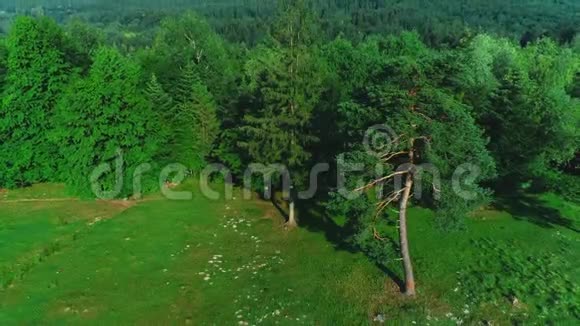 森林背景下夏季绿树的高空俯视图4K视频的预览图