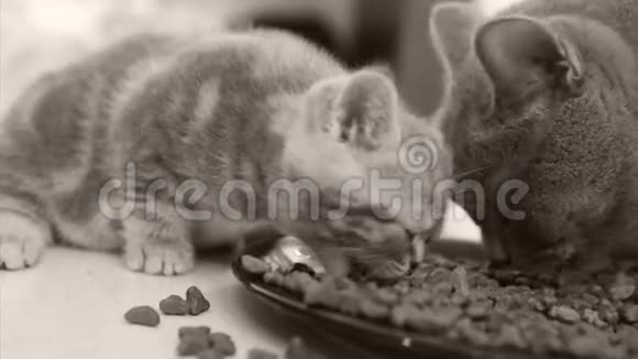 小猫吃盘子里的宠物食品视频的预览图
