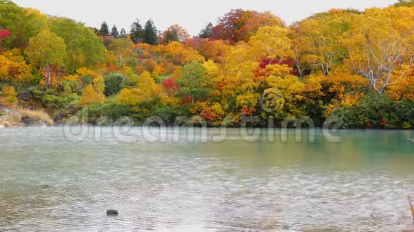 秋天色彩斑斓的树叶景色视频的预览图