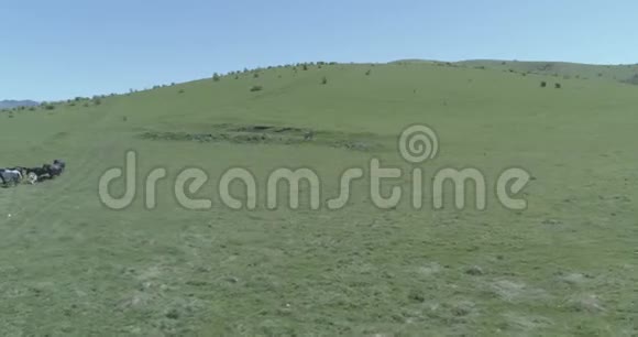 飞越山地草地上的野马群夏山野性平的原始颜色视频的预览图