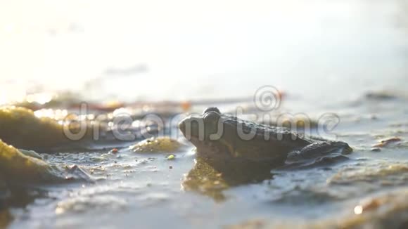 沼泽里池塘里的绿蛙拉娜埃斯古丽塔青蛙在水中的自然生活方式野生动物概念视频的预览图