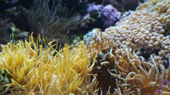 珊瑚礁水族馆里的鱼视频的预览图