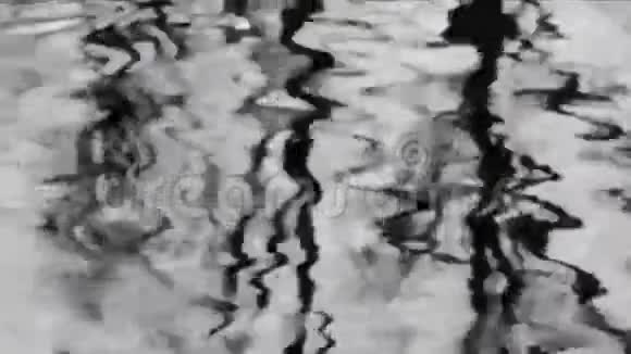 树木对水波的反射视频的预览图