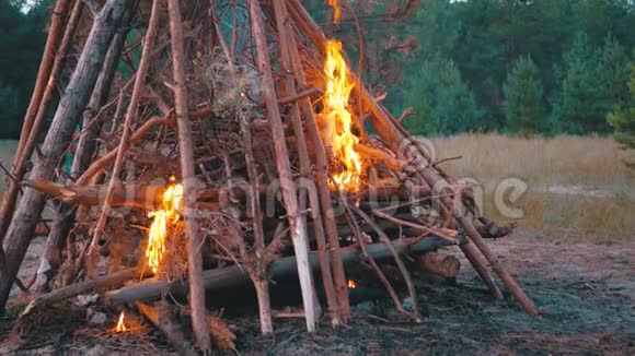 大篝火的树枝燃烧在黄昏的森林大火熊熊燃烧视频的预览图