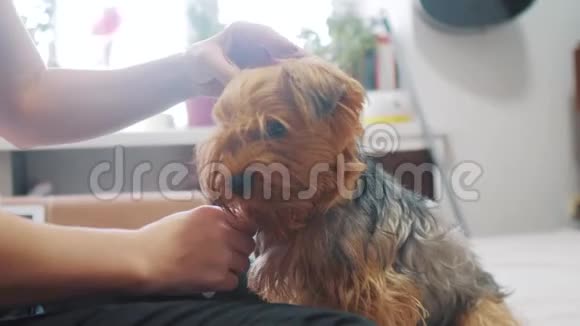 女人在刷牙狗搞笑视频一个梳着一只毛茸茸的狗宠物的女孩一个用梳子梳约克郡的女人视频的预览图
