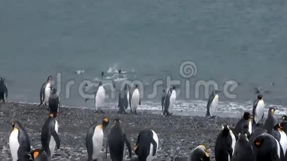 南极洲福克兰群岛海洋海岸的皇家企鹅视频的预览图