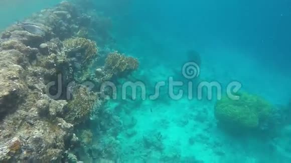 红海的海底世界视频的预览图