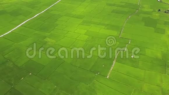 稻田空中景观无人机观看种植水稻种植农业和粮食产业农业和视频的预览图