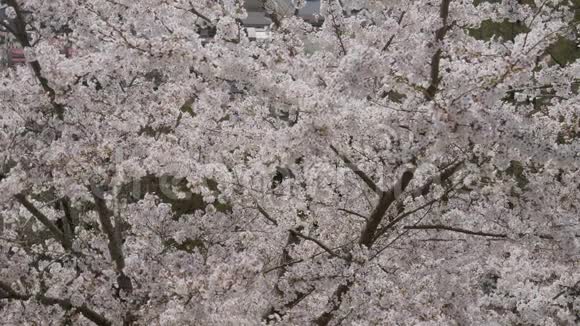 樱花樱花树视频的预览图