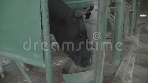 农场里的奶牛农业视频的预览图