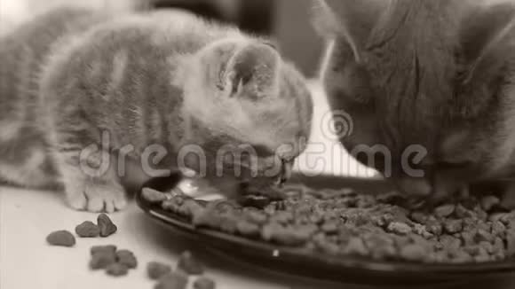 小猫吃盘子里的宠物食品视频的预览图