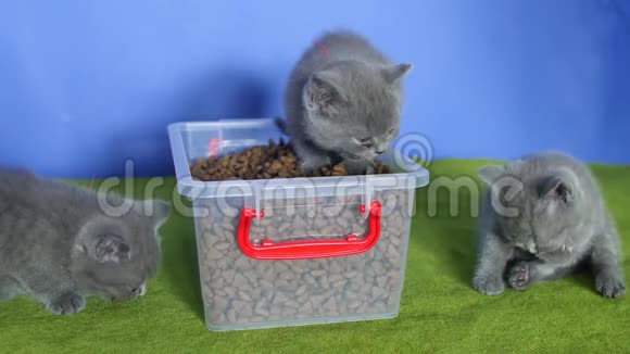 小猫从盒子里吃宠物食品视频的预览图