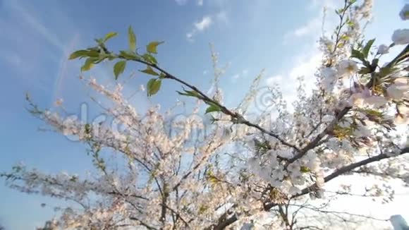 一棵开着花的樱桃树的枝条开着美丽的粉红色的花视频的预览图