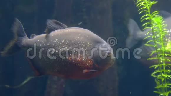 危险鱼类食肉动物赤腹食人鱼视频的预览图