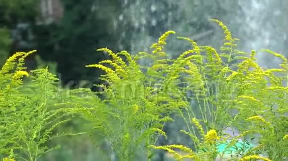 植物和河水视频的预览图