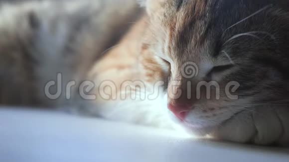 猫睡觉的概念猫睡在窗户上阳光明媚的生活和窗户是一个可爱的视频视频的预览图