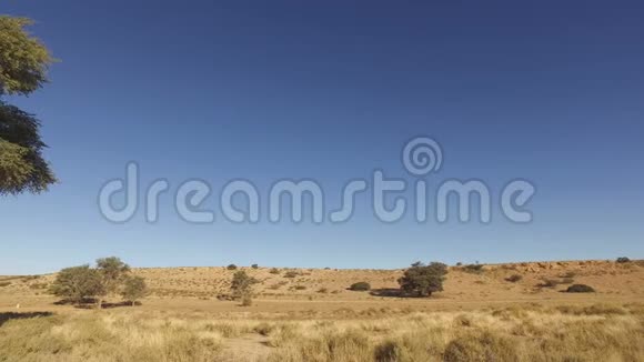卡拉哈里沙漠景观与树视频的预览图