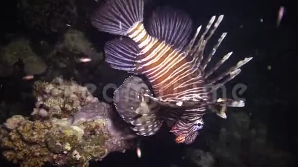 鱼鱼和游过珊瑚礁视频的预览图