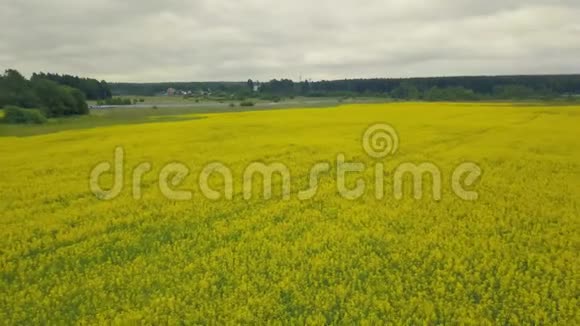 黄色盛开的花朵在夏天的田野里夏日田野鲜花视频的预览图