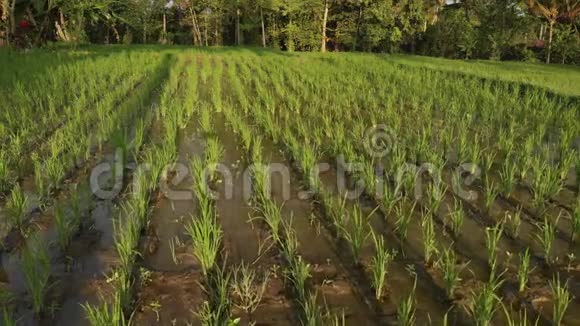 日落时雨林丛林景观的4K空中飞行视频4K无人机镜头没有编辑巴厘岛视频的预览图