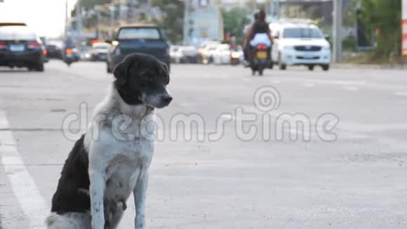 无家可归的狗在城市道路上与过路汽车和摩托车亚洲泰国视频的预览图