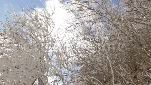 冬天的景色积雪覆盖着树木视频的预览图