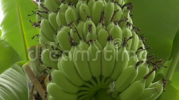 在种植园里种着一串绿色香蕉视频的预览图