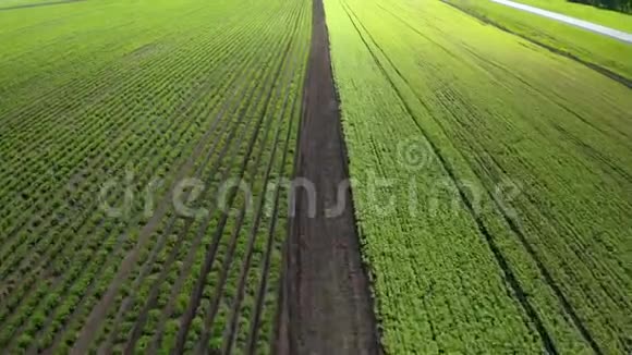 春季麦田成熟的空中镜头农业景观视频的预览图