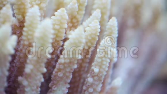 水族馆里的珊瑚视频的预览图