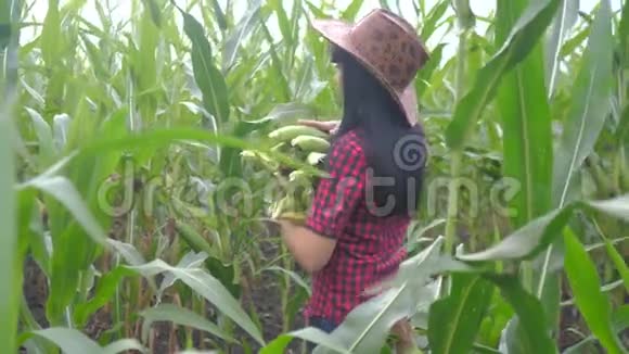 智慧生态收割农业耕作生活方式理念农民女孩植物研究员收割玉米芯视频的预览图