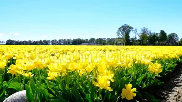 春天美丽的日子里田野里的郁金香视频的预览图