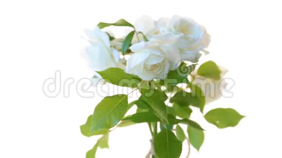 一束美丽的白色玫瑰隔离在白色上视频的预览图