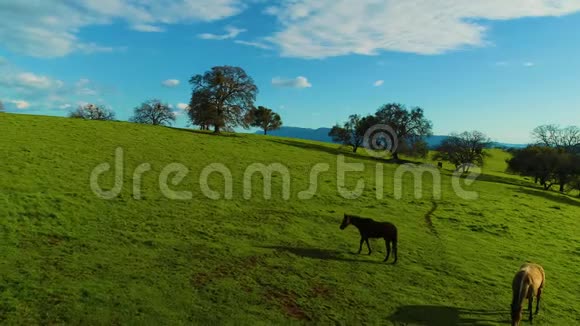 马在乡间放牧鸟瞰绿草活股票山和湖白天太阳视频的预览图