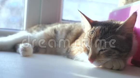 猫睡觉的概念猫睡在窗户上阳光和窗户是一个生活方式可爱的视频视频的预览图