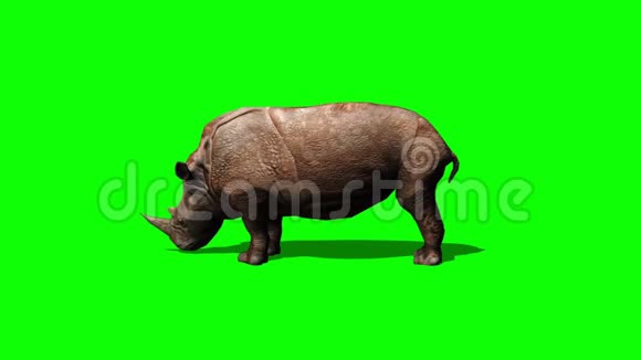 犀牛在阴影绿色的屏幕上放牧视频的预览图
