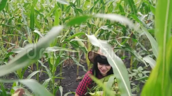 智慧生态收获农业耕作理念农家女植物研究员在农场收割玉米芯视频的预览图