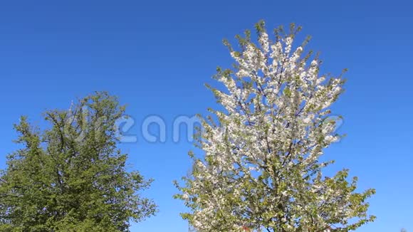 天然白樱花嫩叶视频的预览图