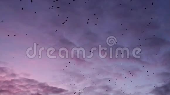 鸟儿在日落的天空飞翔视频的预览图