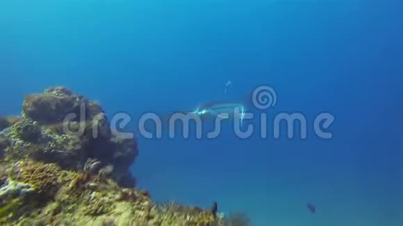 曼塔雷合拢大曼塔雷在蓝海水中游泳远洋海洋生物视频的预览图