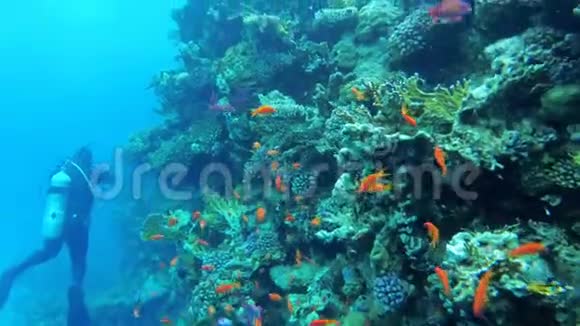 潜水在红海附近的珊瑚礁与五颜六色的鱼和水肺潜水员埃及视频的预览图