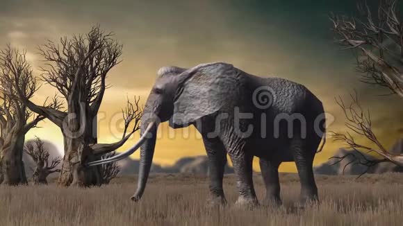 大象站在草原上四处张望视频的预览图
