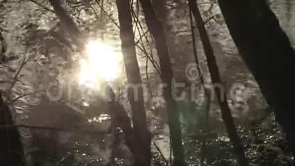 德国巴伐利亚州贝赫特斯加登奥贝萨尔茨堡森林的秋天视频的预览图