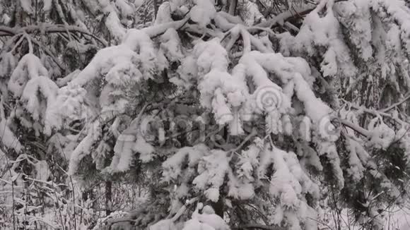 冬天在马祖里诺公园散步视频的预览图