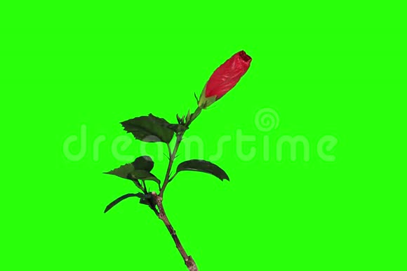 4K盛开的红芙蓉花蕾绿屏视频的预览图